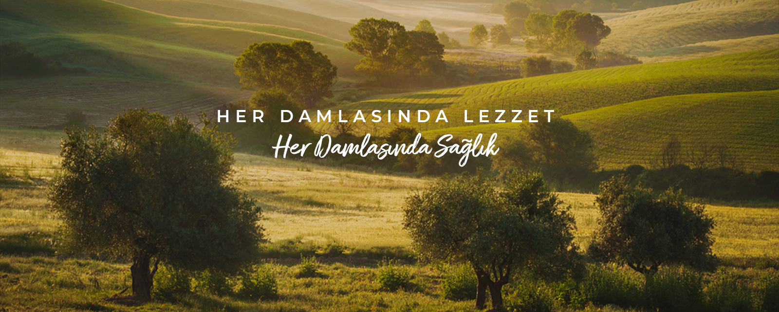 DAMLAYAĞ SAN. VE TİC. LTD. ŞTİ.